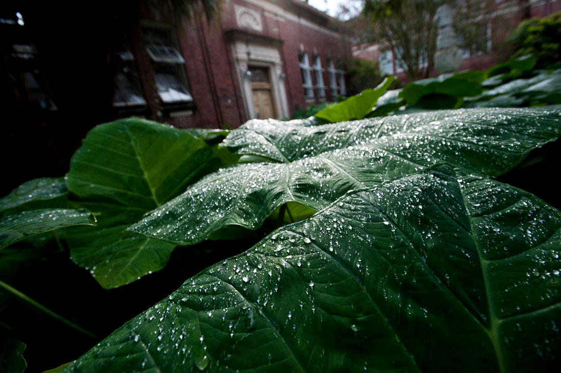 Rain drops on leaves on campus